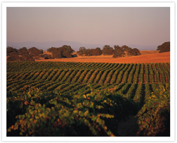 vineyard