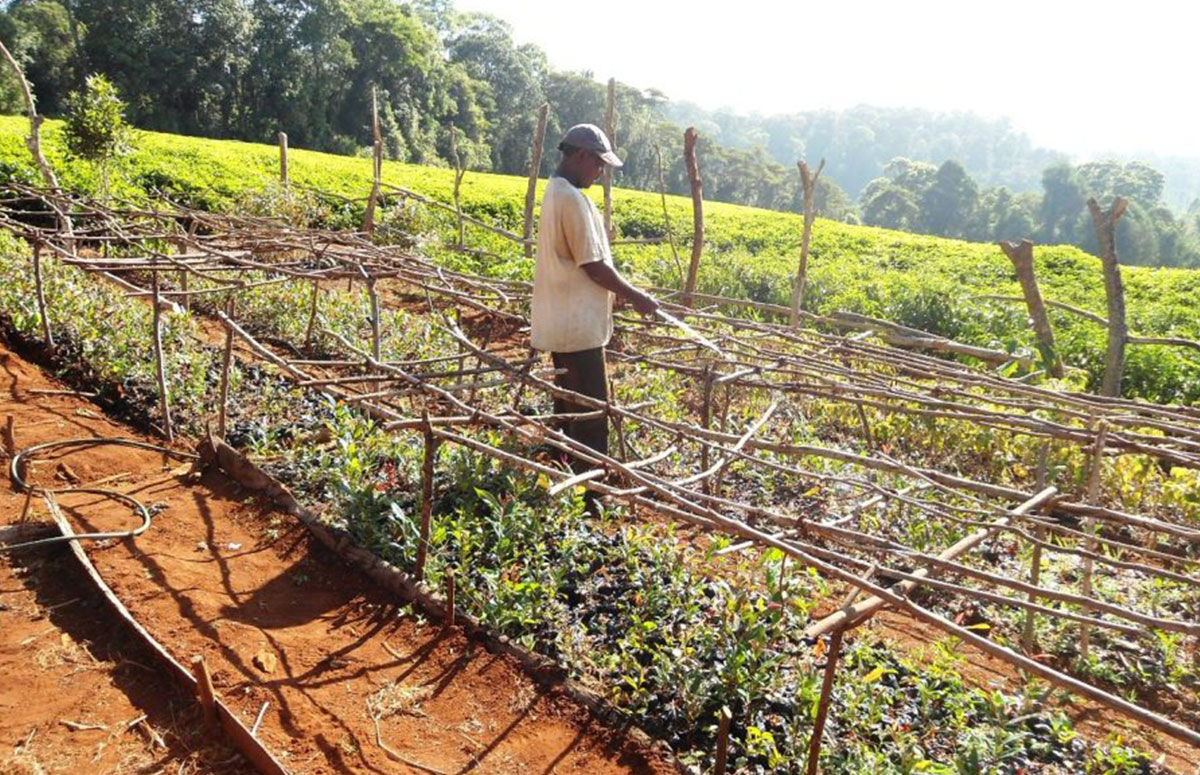 Kenya_Kanduviu Joint Self Help Group watering seedlings
